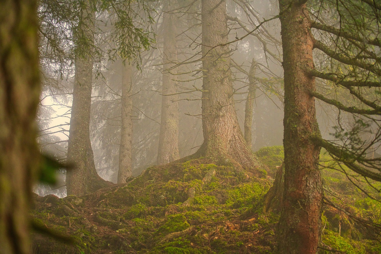 Woodsy